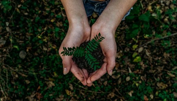 Dried herbs for smudging